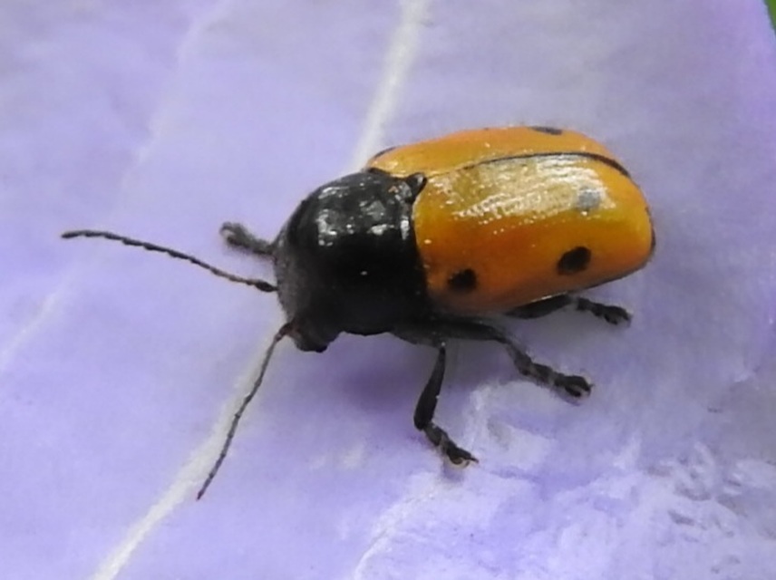 Lachnaia sexpunctata - szőrösnyakú zsákhordóbogár