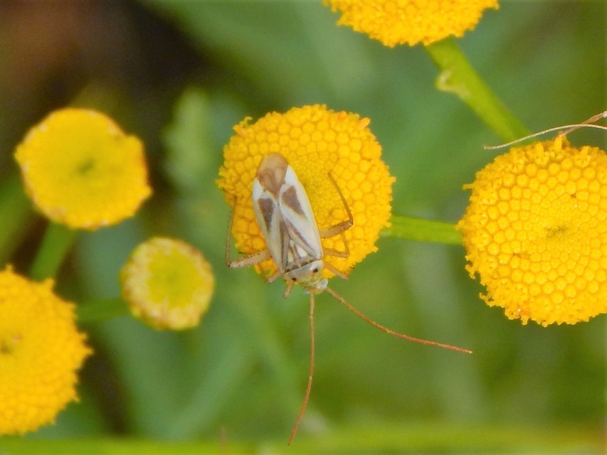 Adelphocoris lineolatus - lucernapoloska