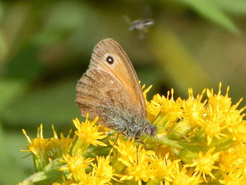Coenonympha pamphilus - kis szénalepke