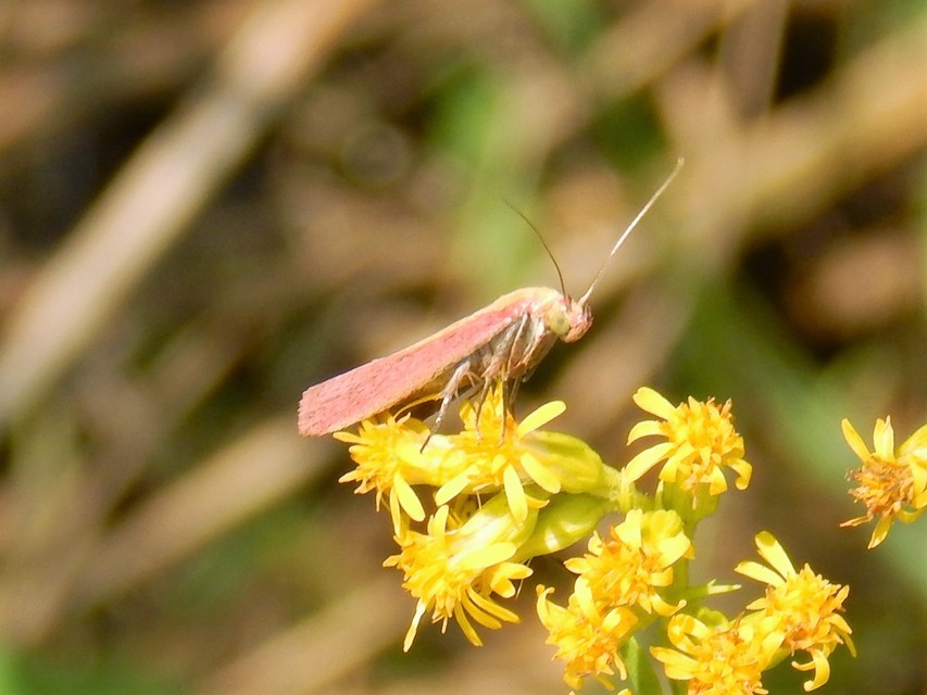Oncocera semirubella - lucernamoly