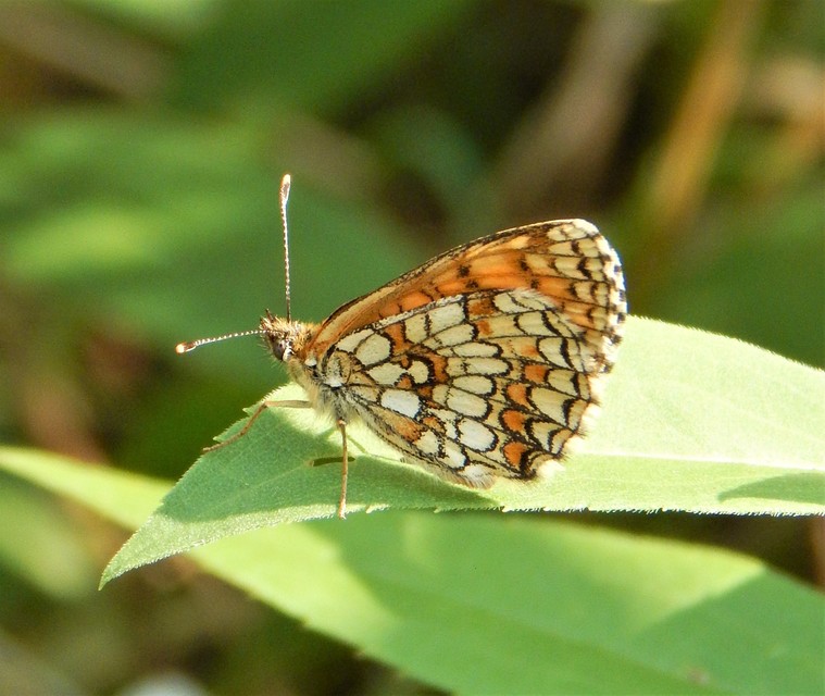 Melitaea athalia - közönséges tarkalepke