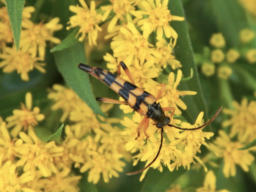 Strangalia attenuata - nyurgacincér