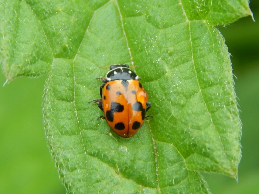 Hippodamia variegata - tizenhárompettyes katica
