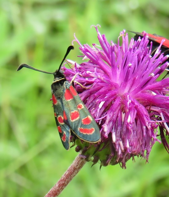 Zygaena carniolica - fehérgyűrűs csüngőlepke