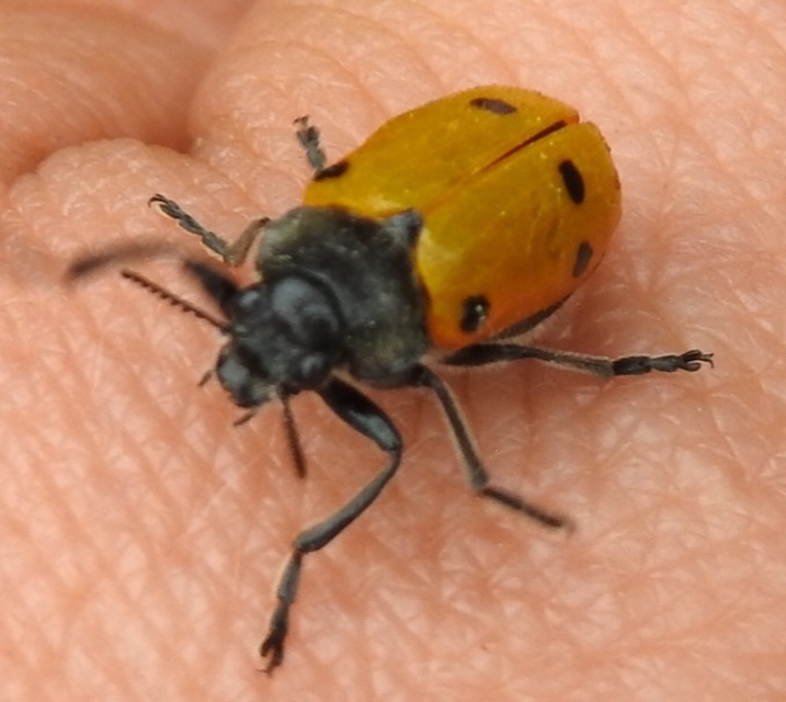Lachnaia sexpunctata - szőrösnyakú zsákhordóbogár