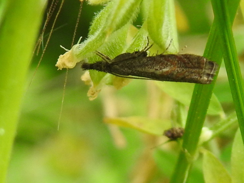 Platytes cerussella - törpe fűgyökérmoly