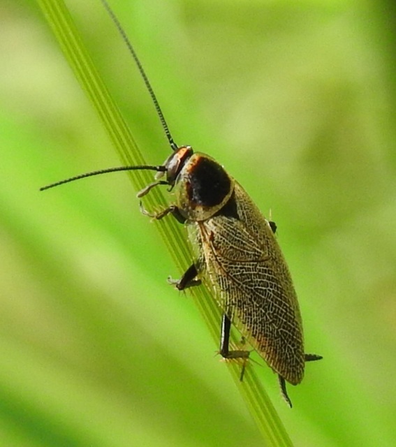 Ectobius erythronotus - sárgatorú erdeicsótány