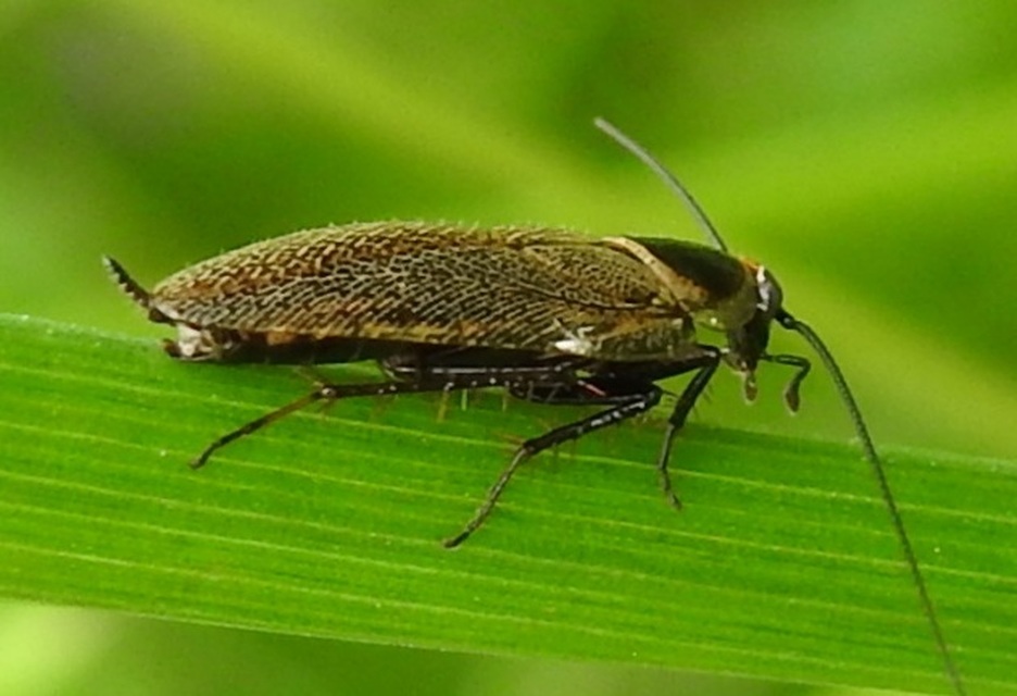 Ectobius erythronotus - sárgatorú erdeicsótány