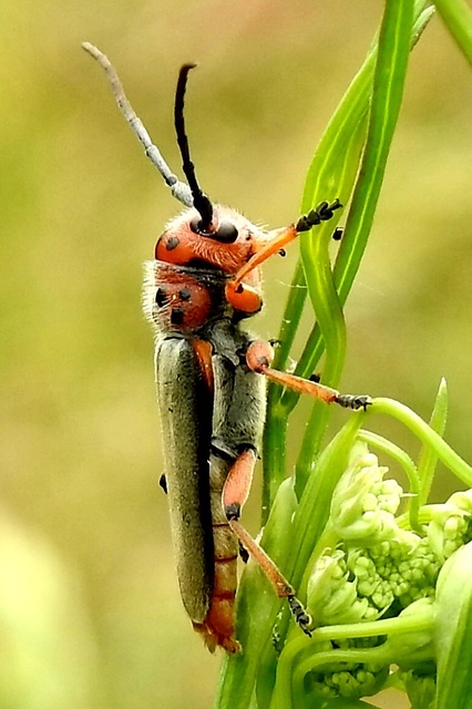 Phytoecia argus - árgusszemű cincér