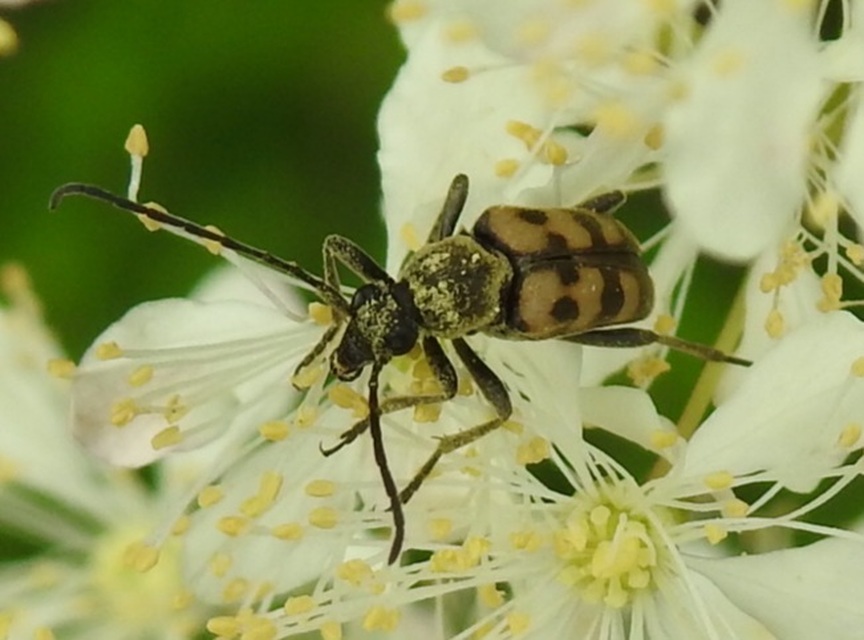 Pachytodes erraticus - rajzos virágcincér