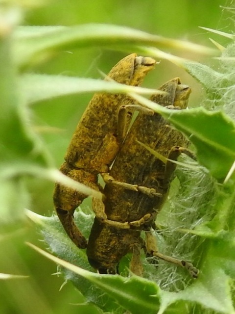 Lixus pulverulentus - mályvafúró dudvabarkó