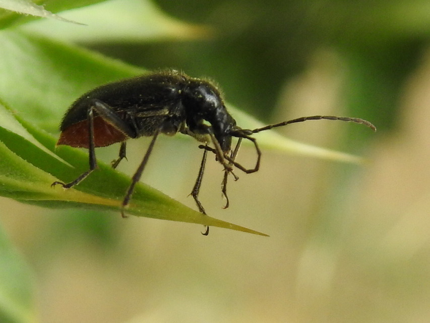 Dinoptera collaris - vörösnyakú virágcincér
