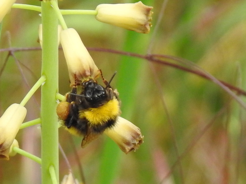 Bombus - poszméhek