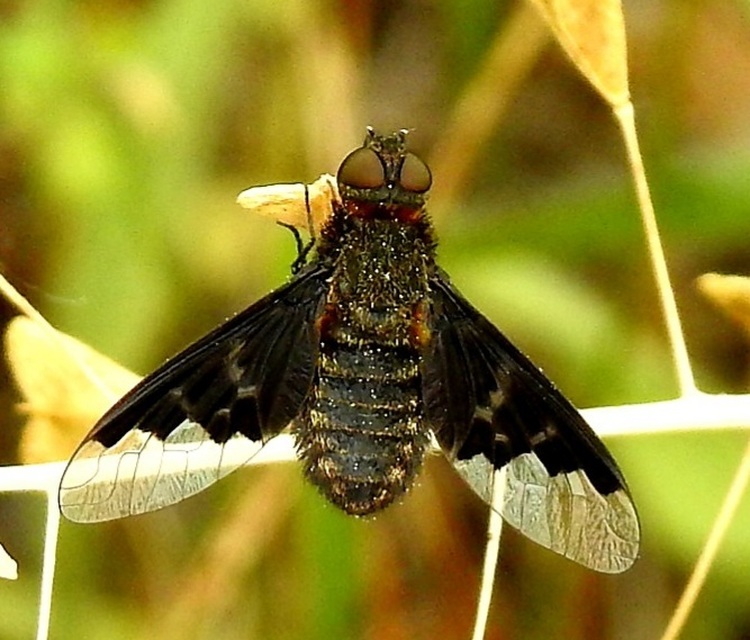 Hemipenthes morio - közönséges gyászlégy