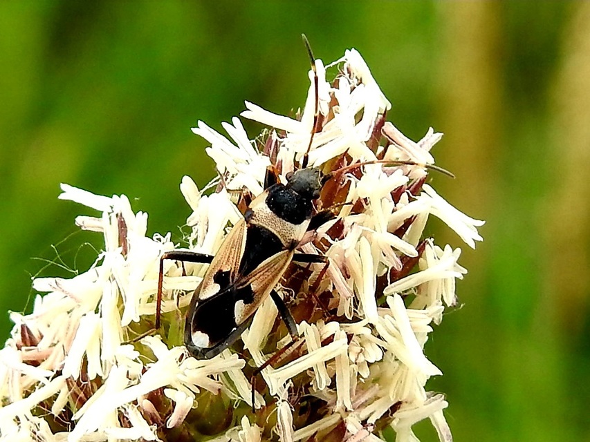 Raglius confusus