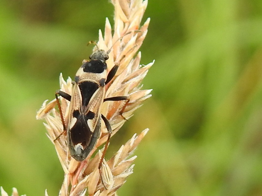 Raglius confusus