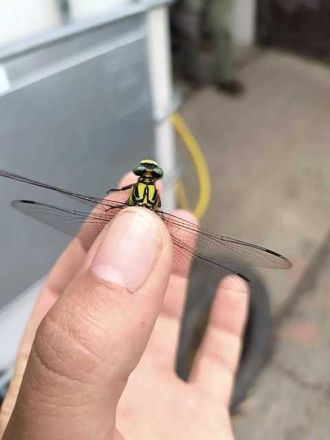 Gomphus vulgatissimus - feketelábú folyami-szitakötő