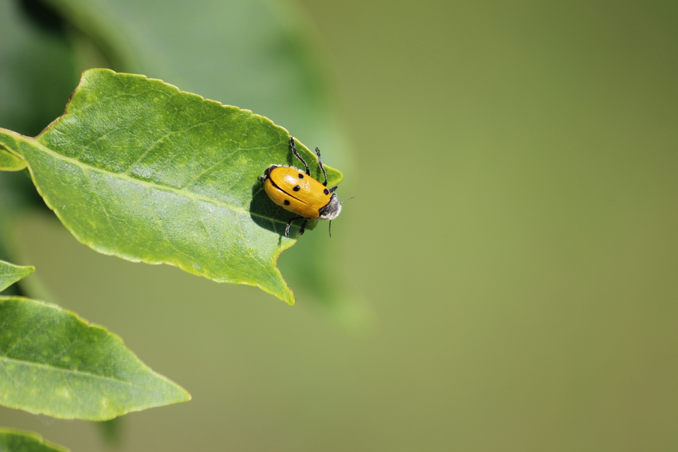 Lachnaia sexpunctata - szőrösnyakú zsákhordóbogár