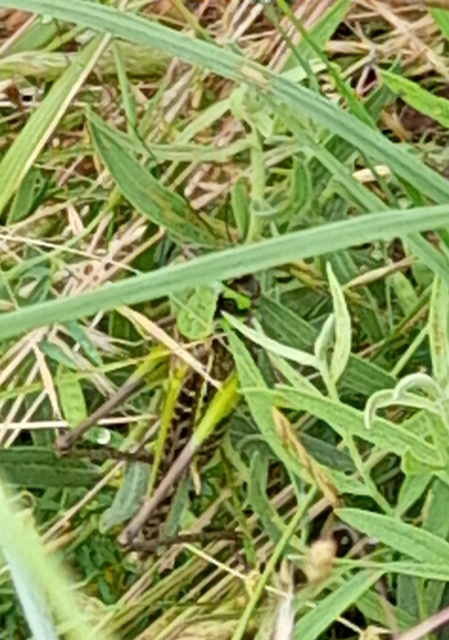 Decticus verrucivorus - szemölcsevő szöcske