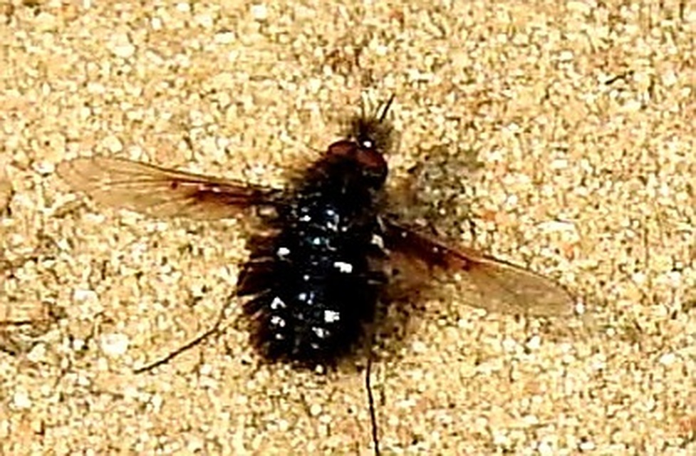 Bombylella atra - ezüstpettyes pöszörlégy