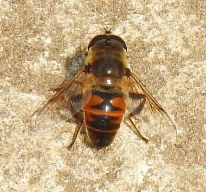 Eristalis tenax - közönséges herelégy