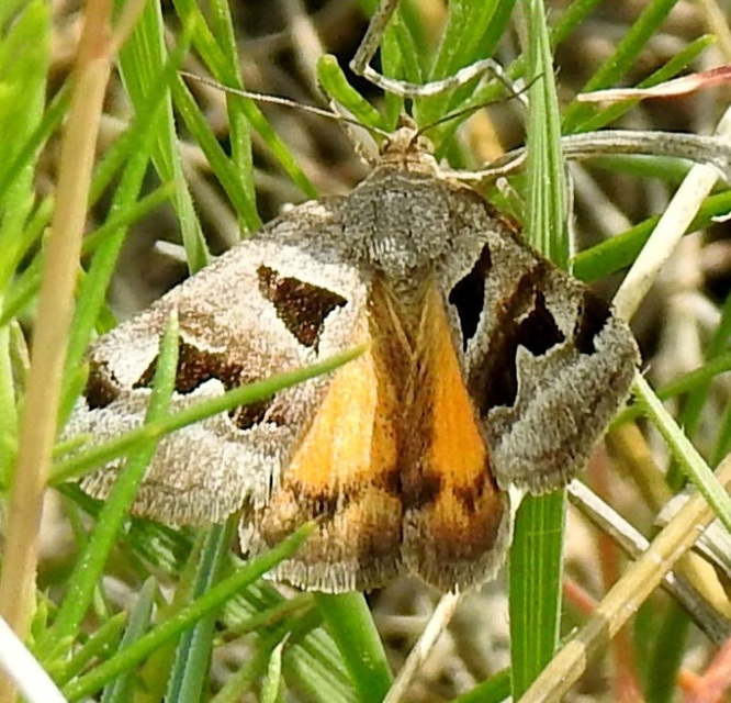 Gonospileia triquetra - kakukkfű-nappalibagoly