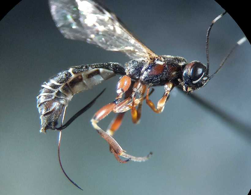 Xorides praecatorius