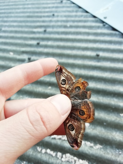 Saturnia pavoniella/pavonia