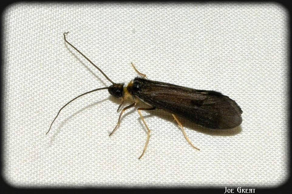 Trichoptera - Tegzesek
