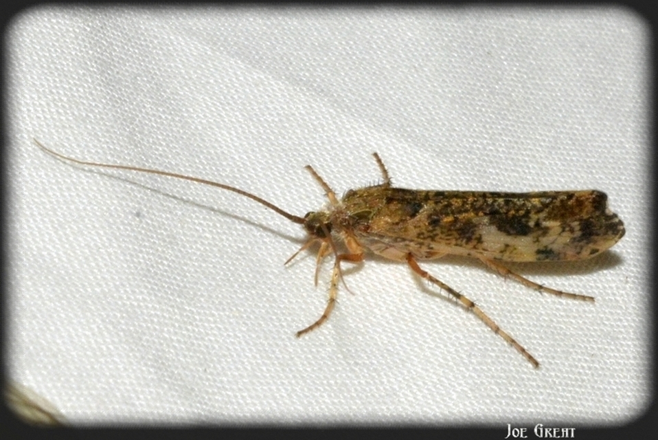 Trichoptera - Tegzesek