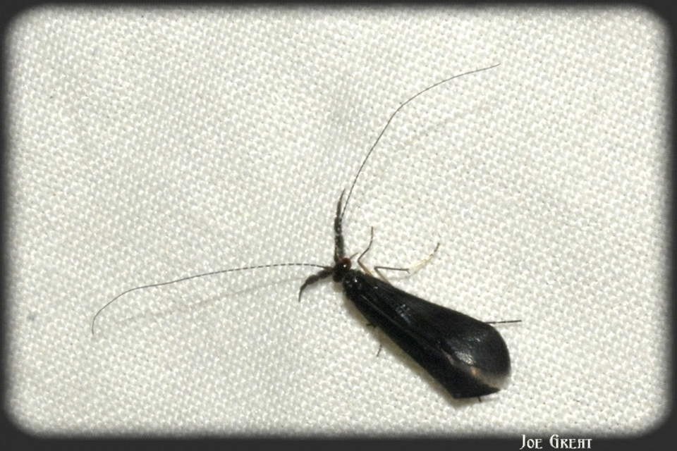 Trichoptera - Tegzesek