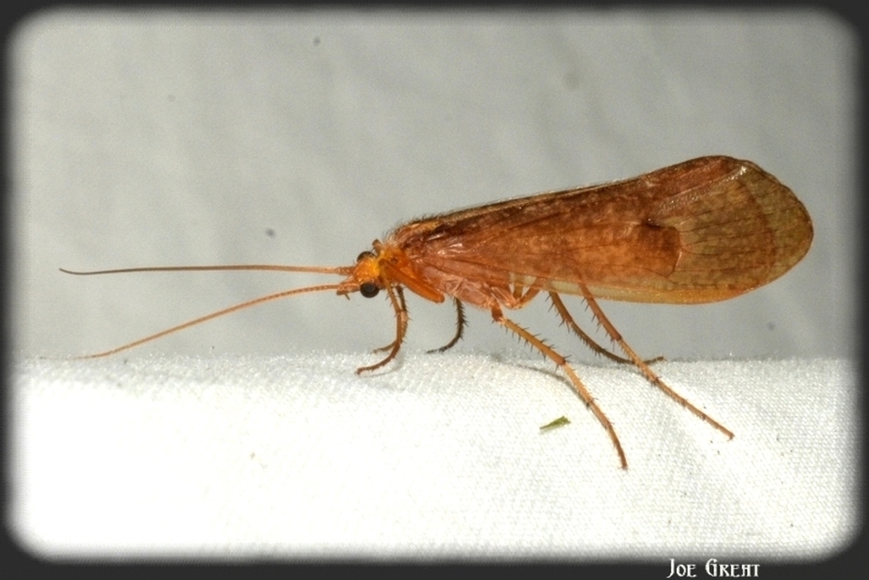 Trichoptera - Tegzesek