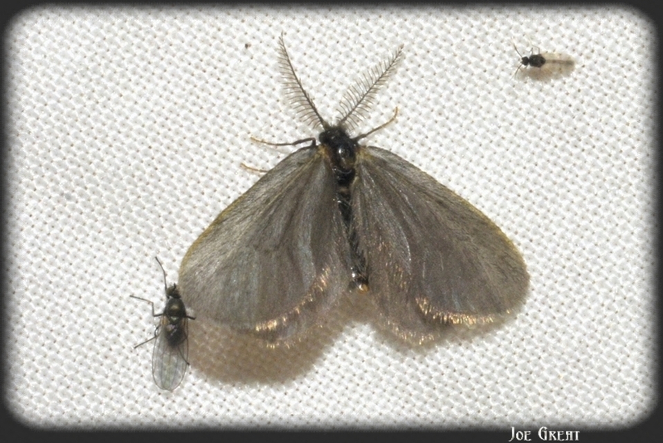 Psychidae - csőzsákos-molyfélék