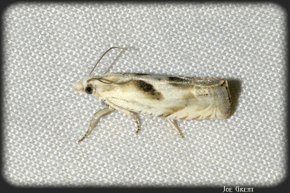 Eucosma metzneriana - ürömgyökér-tükrösmoly
