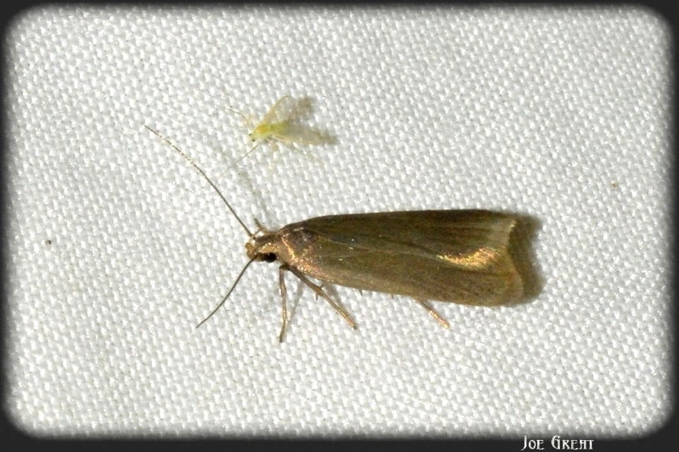 Acompsia cinerella - szürke sarlósmoly