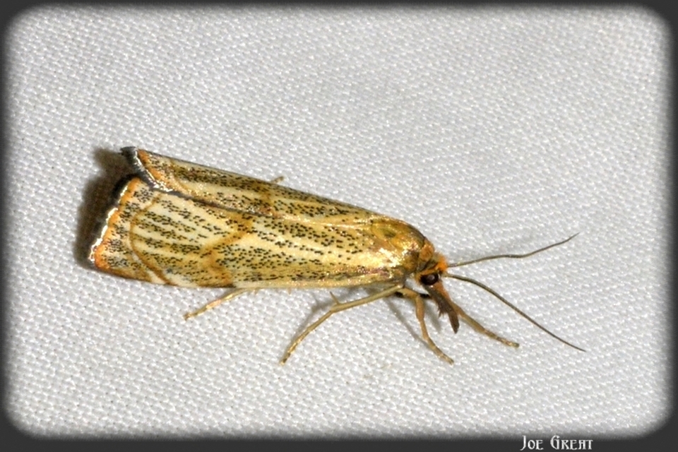 Thisanotia chrysonuchella - tavaszi fűgyökérmoly
