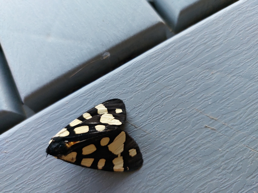 Arctia villica - fekete medvelepke