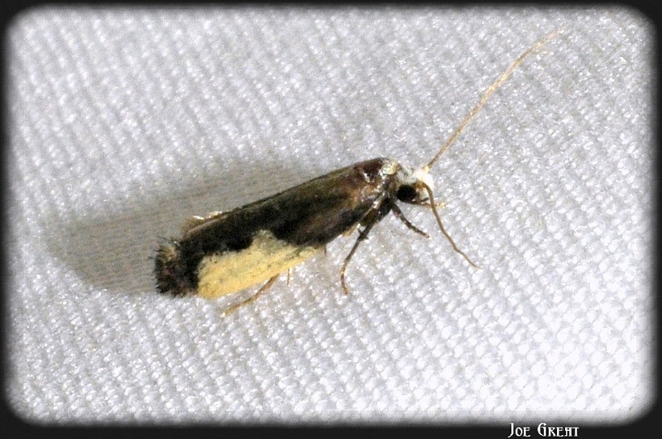Monopis monachella - apácamoly