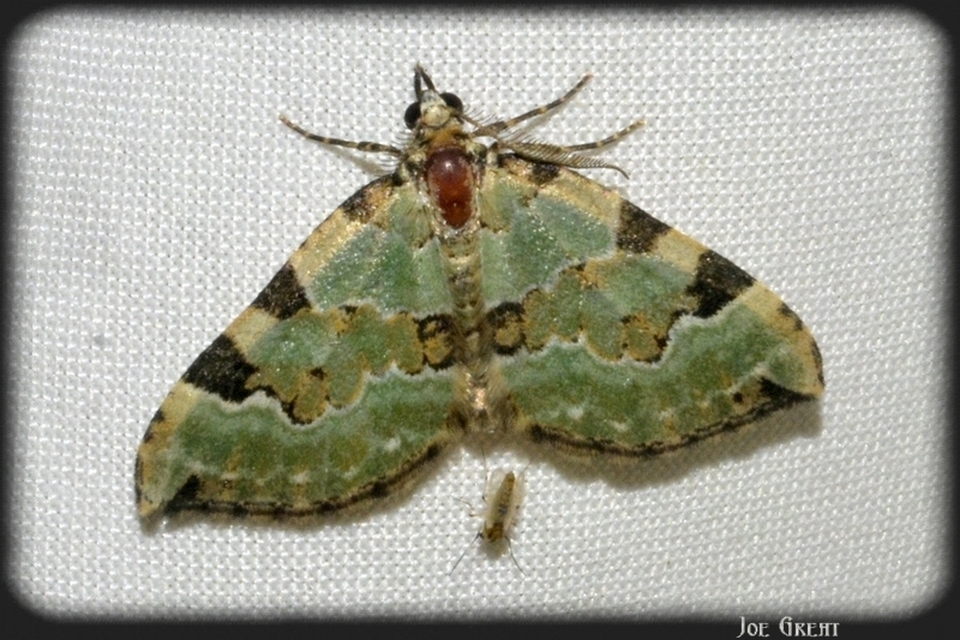 Colostygia pectinataria - zöld levélaraszoló