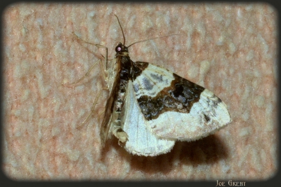 Cosmorhoe ocellata - szemes galajaraszoló