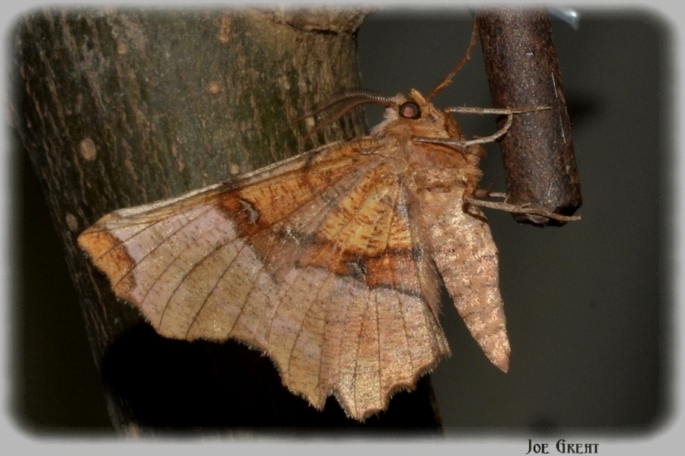 Selenia lunularia - egyfoltos holdasaraszoló