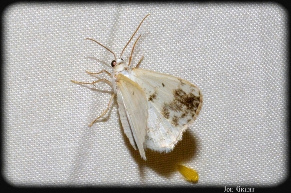 Lomographa temerata - foltos fehéraraszoló