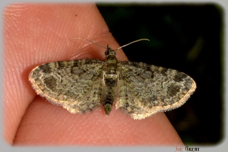 Pasiphila rectangulata - almavirág-araszoló