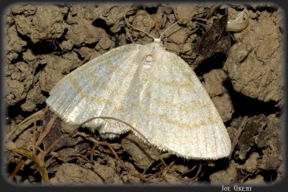 Cabera exanthemata - pettyes égeraraszoló