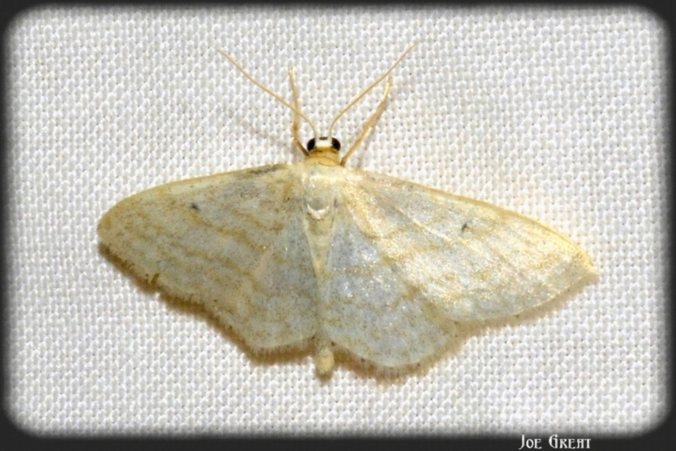 Idaea subsericeata - ötvonalas apróaraszoló