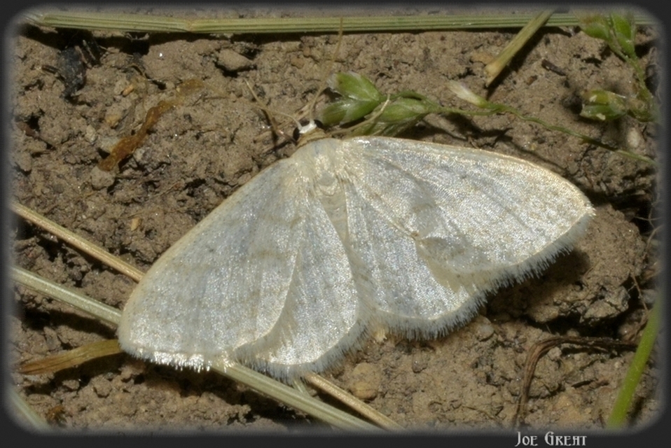 Idaea subsericeata - ötvonalas apróaraszoló