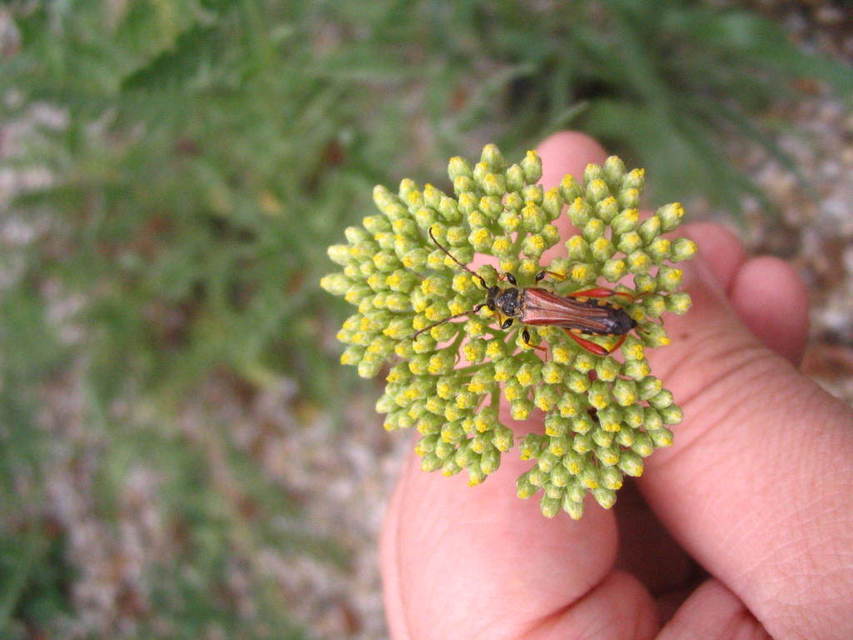 Stenopterus rufus - tarkacsápú keskenyfedőscincér