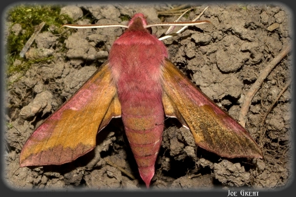 Deilephila porcellus - piros szender