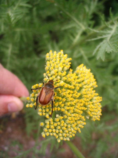 Chaetopteroplia segetum - rozsszipoly