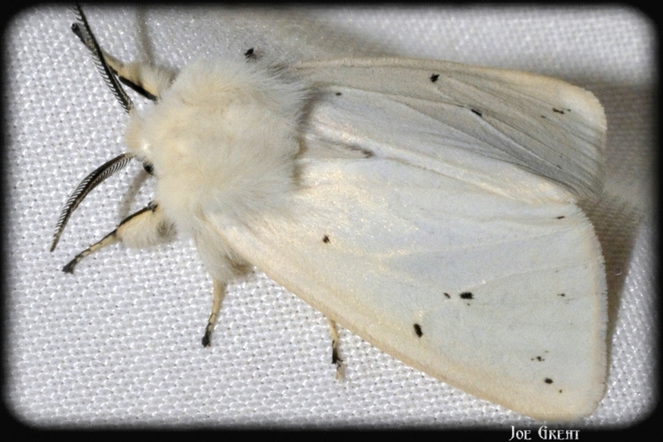 Spilosoma lubricipedum - tejszínű medvelepke
